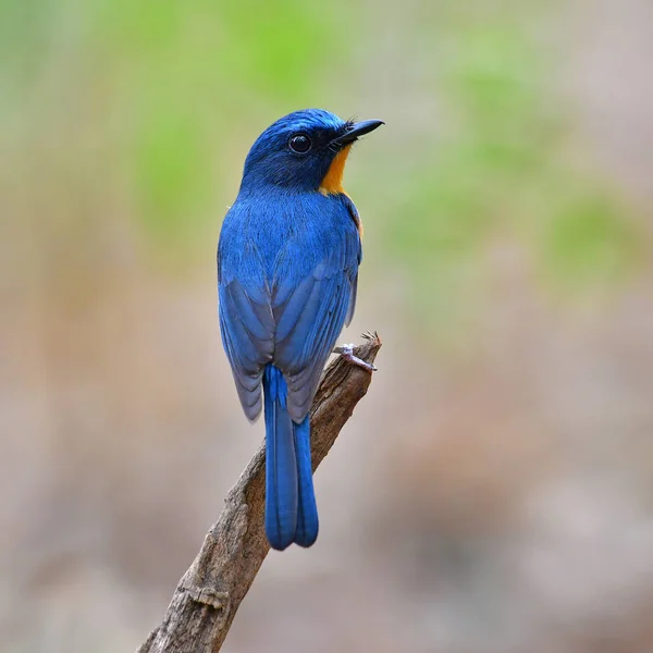 Hill Blue Flycatche vogel — Stockfoto