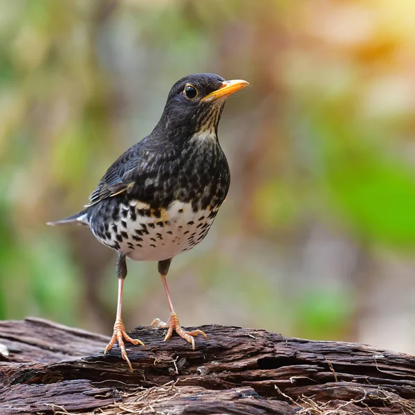 Japanese Thrush Bird — Stock Photo, Image