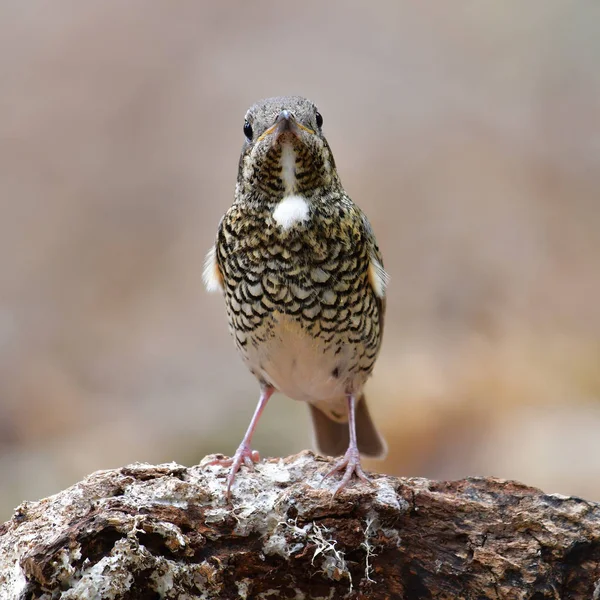 Zorzal de roca de garganta blanca Bird —  Fotos de Stock