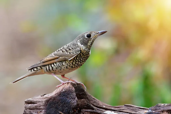 Wit-throated rock lijsters vogel — Stockfoto