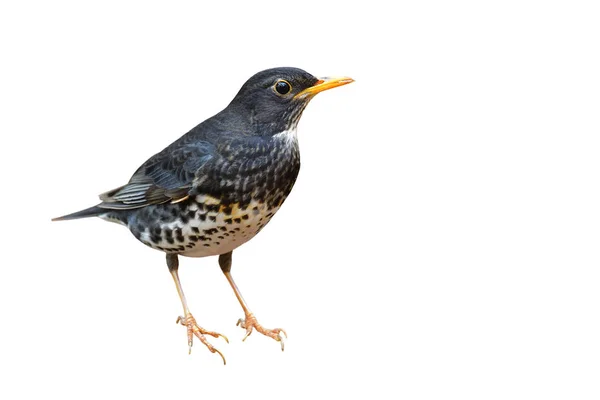 Japanese Thrush Bird — Stock Photo, Image