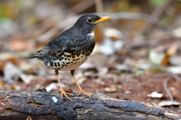 Japanese Thrush Bird — Stock Photo, Image