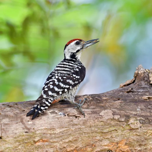 Spot-breasted Pied Woodpecker bird — Stock Photo, Image