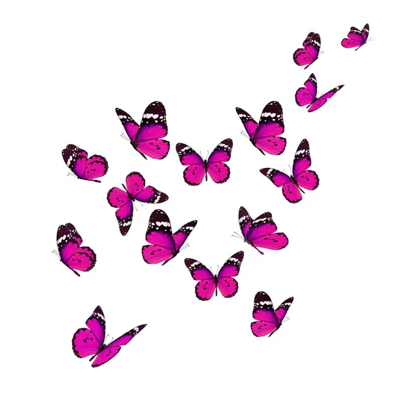 Krásný motýl monarcha — Stock fotografie