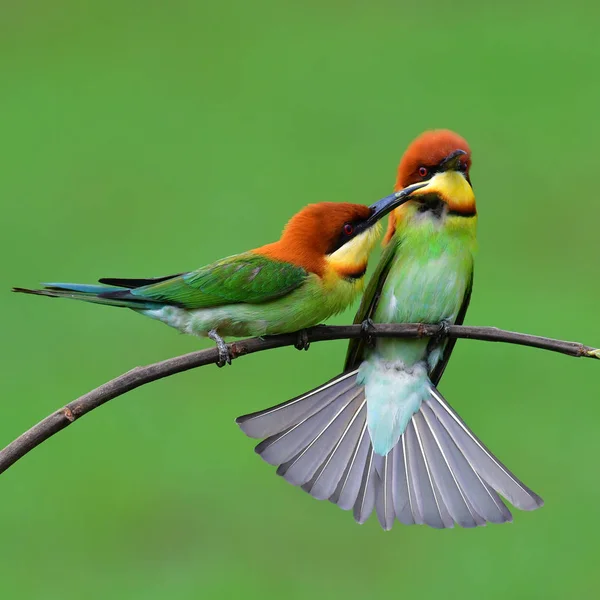 Kaštan vedl bee-eater pták — Stock fotografie