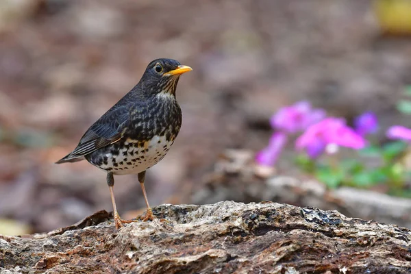 Japanese Thrush Bird — Stock Photo, Image