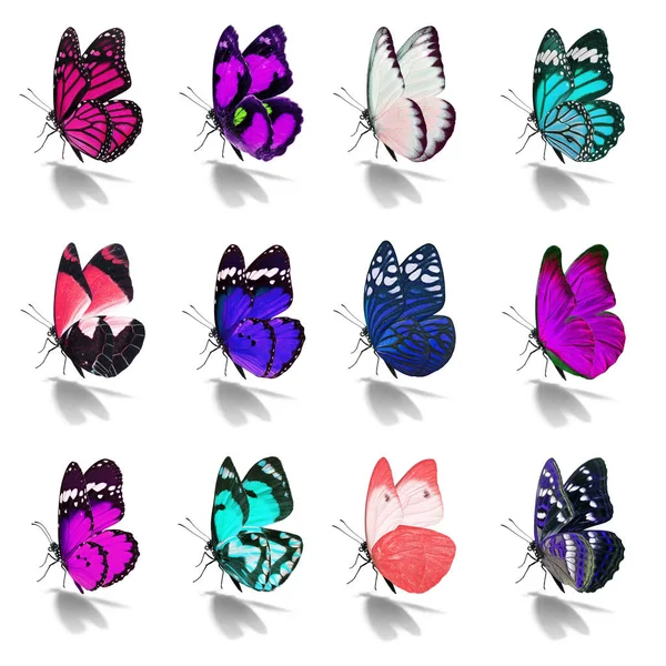 Hermosa colección de mariposas —  Fotos de Stock