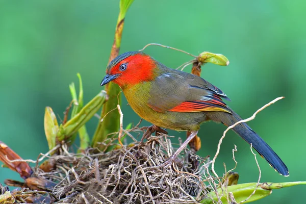 Rotgesichtiger Liocichla-Vogel — Stockfoto