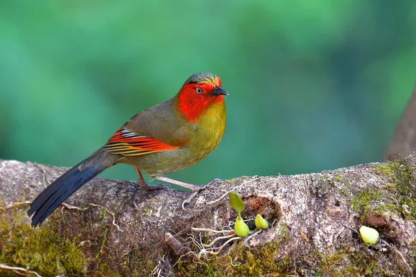 红面 liocichla 鸟 — 图库照片