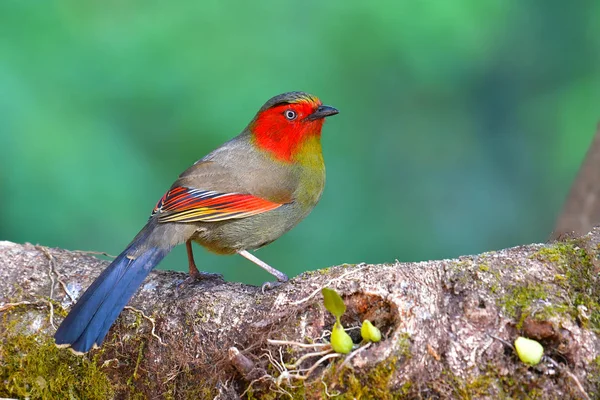 Rotgesichtiger Liocichla-Vogel — Stockfoto