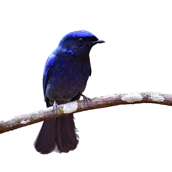 Grande uccello di Niltava — Foto Stock