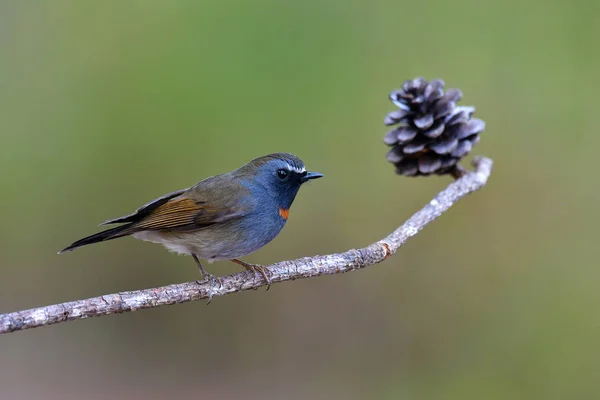 Schmetterlingsfliegenschnäpper — Stockfoto