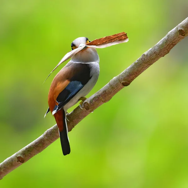 Pájaro Broadbill de pecho plateado — Foto de Stock
