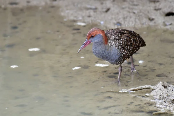 ミナミクイナ鳥 — ストック写真