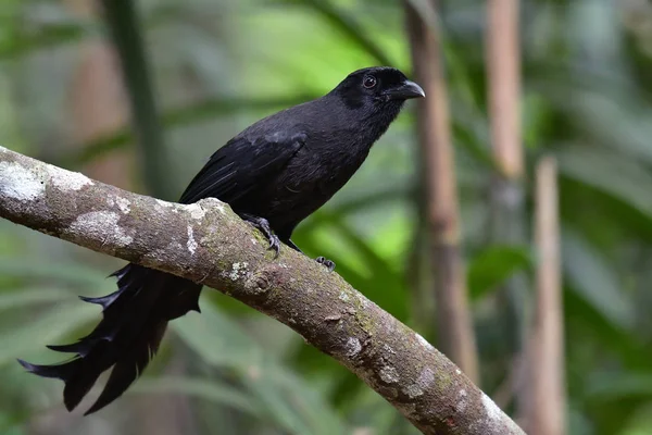 Ráčna sledoval Treepie pták — Stock fotografie