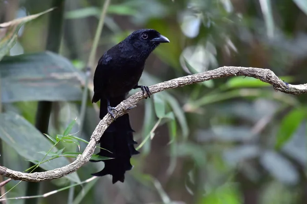 Cricchetto coda uccello Treepie — Foto Stock