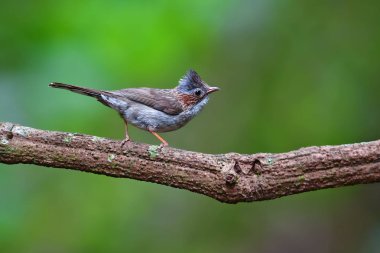 Kestane-yakalı Yuhina kuş