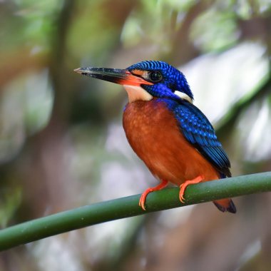 Mavi kulaklı kingfisher kuş