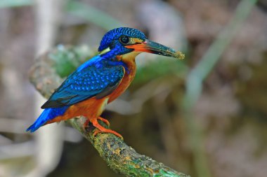 Mavi kulaklı kingfisher kuş