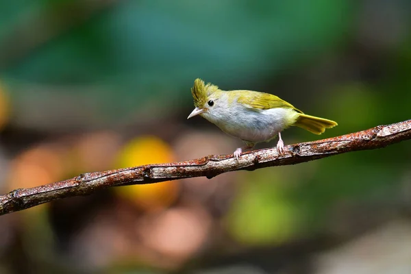 Pájaro Erpornis de vientre blanco — Foto de Stock