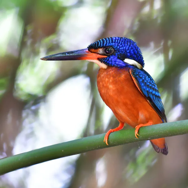 Pasăre Kingfisher cu urechi albastre — Fotografie, imagine de stoc