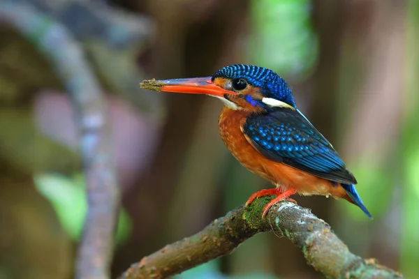 Uccello pescatore dalle orecchie azzurre — Foto Stock