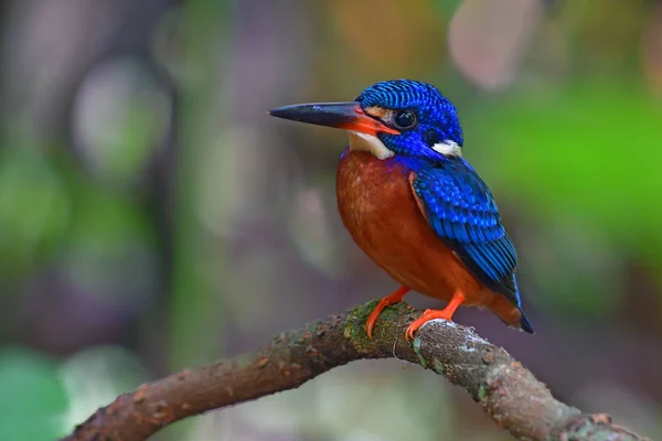 Pájaro pescador real de orejas azules — Foto de Stock