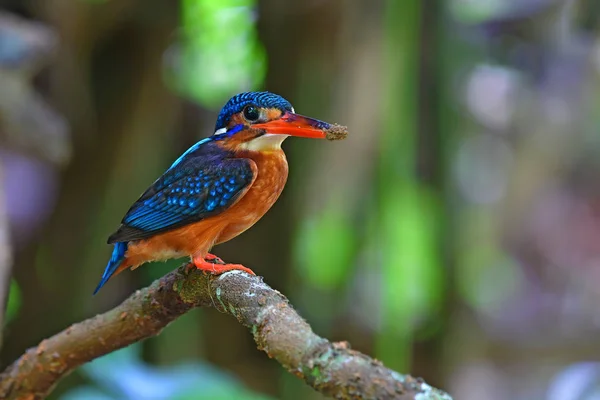 Martin pêcheur à oreilles bleues — Photo