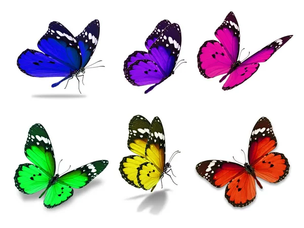 Sześciu monarch butterfly — Zdjęcie stockowe