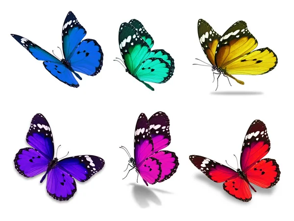 Hat uralkodó pillangó — Stock Fotó
