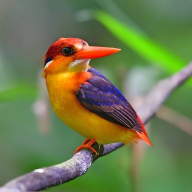 Oryantal cüce Kingfisher kuş
