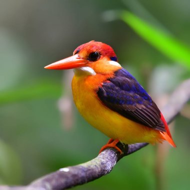 Oryantal cüce Kingfisher kuş