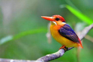 Oryantal cüce Kingfisher kuş