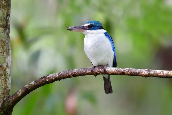 Yakalı kingfisher kuş — Stok fotoğraf