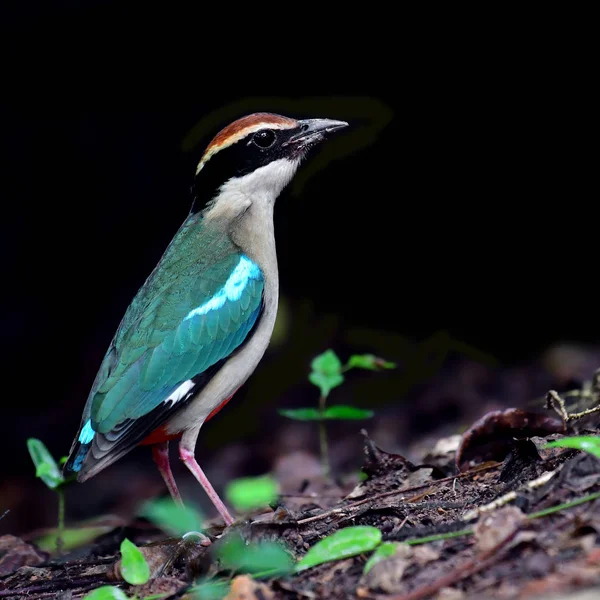 Fee Pitta Vogel — Stockfoto