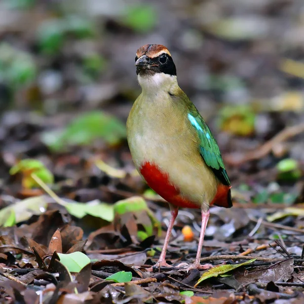 Fada Pitta Bird — Fotografia de Stock