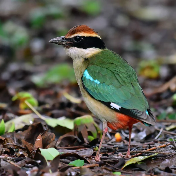 Fairy Pitta Bird — Stock Photo, Image