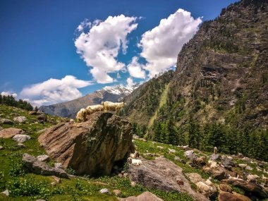 Himalaya Dağları, Kheerganga, Parvati Vadisi, Himachal Pradesh, Kuzey Hindistan rockbeautiful görünümü üzerinde duran keçi