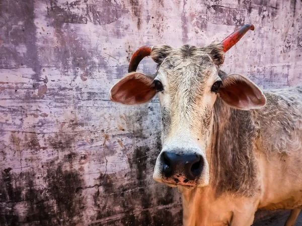 Bela Vaca Indiana Nas Ruas Rishikesh Índia — Fotografia de Stock