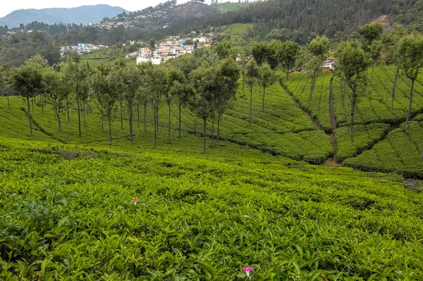 古努尔 第二十五 2017 印度泰米尔纳德邦古努尔的茶叶田 — 图库照片