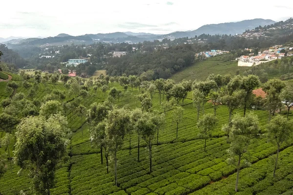 Coonoor Indie Stycznia 2017 Pole Herbaty Mieście Coonoor Tamil Nadu — Zdjęcie stockowe