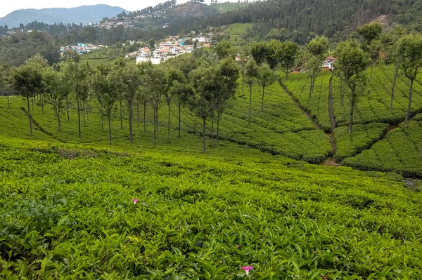 古努尔 第二十五 2017 印度泰米尔纳德邦古努尔的茶叶田 — 图库照片