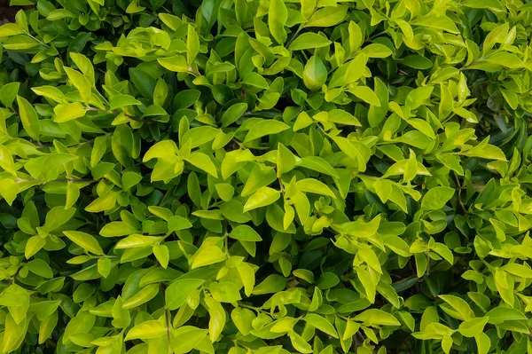 Зеленые Листья Макро Закрывай — стоковое фото