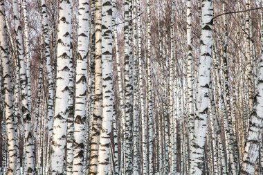 Huş ağaçları orman erken ilkbaharda