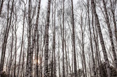 Huş ağaçları orman erken ilkbaharda