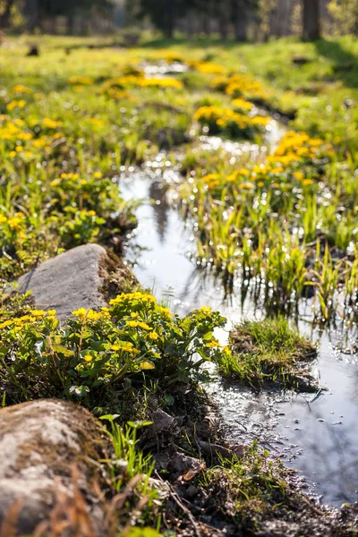 Flores Primavera Cerca Del Arroyo — Foto de Stock