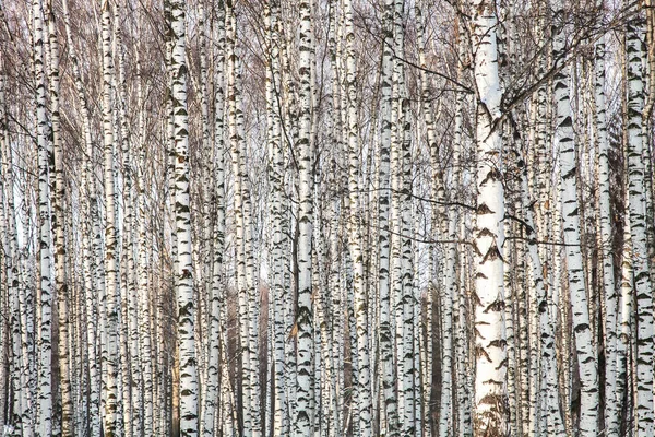 Início Primavera Floresta Bétulas — Fotografia de Stock