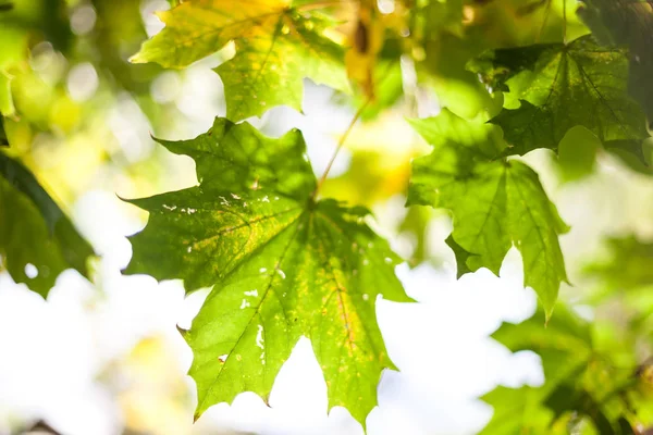 Feuilles Érable Automne Avec Fond Flou — Photo