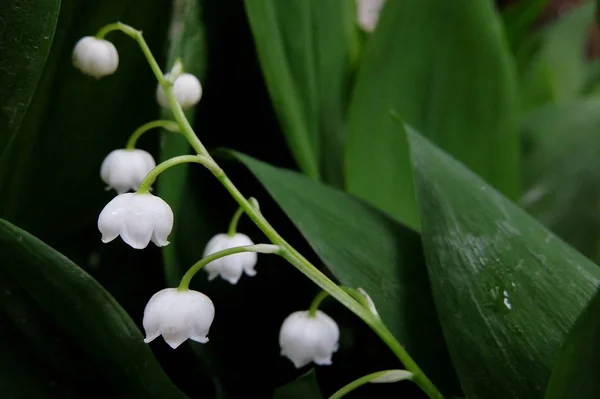 Hermosos Lirios Blancos Del Valle Primer Plano — Foto de Stock