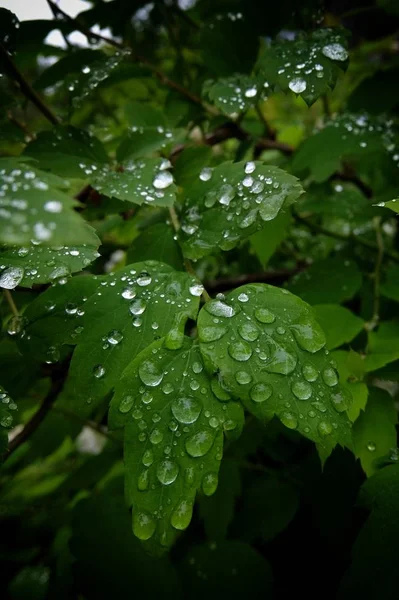 Feuilles Vertes Avec Énormes Gouttes Pluie Transparentes — Photo